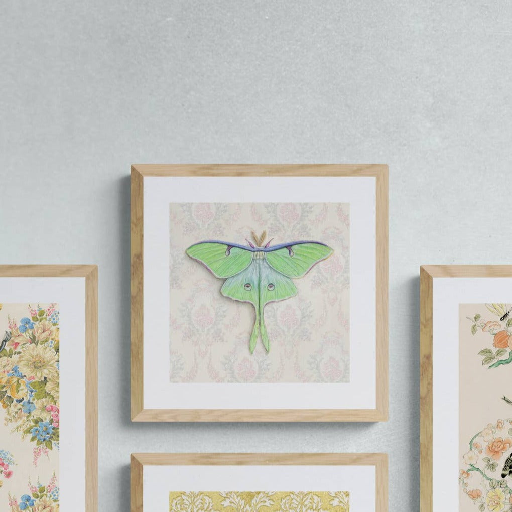 Luna Moth Illustration - Fine Art Print - Freshie & Zero Studio Shop