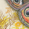 Buckeye Butterfly Illustration - Fine Art Print - Freshie & Zero Studio Shop