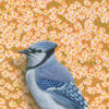 Bluejay Bird Illustration - Fine Art Print - Freshie & Zero Studio Shop