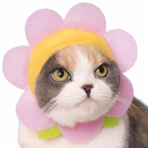 cat in pink flower hat
