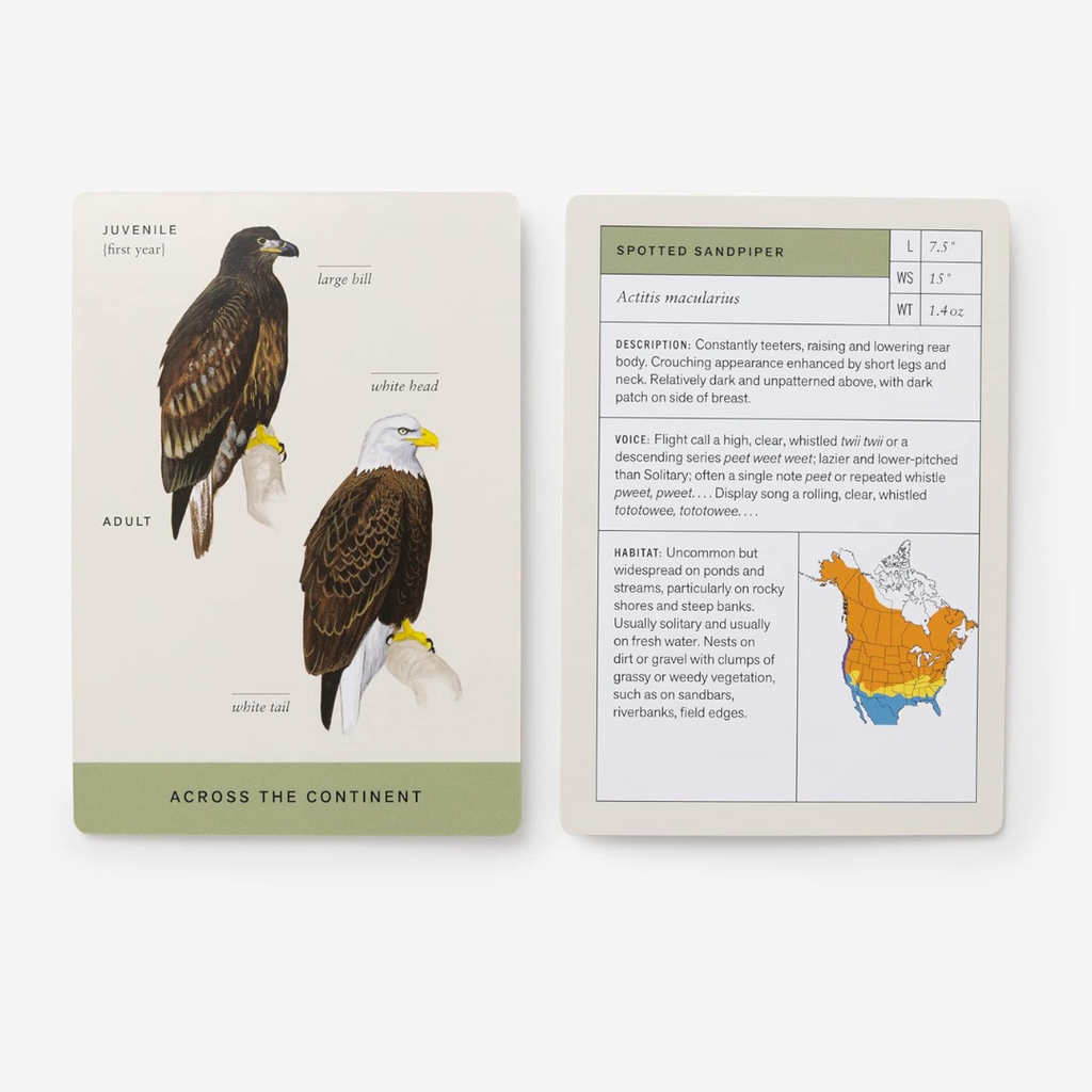Sibley Backyard Birding Flashcards - Freshie & Zero Studio Shop