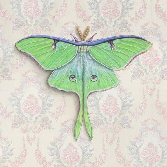Luna Moth Illustration - Fine Art Print - Freshie & Zero Studio Shop