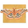 Luna Moths Fold-Out Greeting Card Box Set - Freshie & Zero Studio Shop