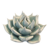 Ceramic Bloom: Light Blue Succulent - Freshie & Zero Studio Shop