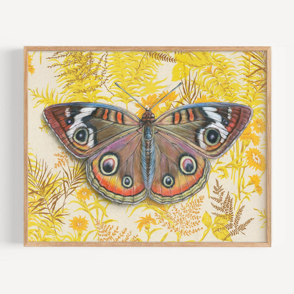 Buckeye Butterfly Illustration - Fine Art Print - Freshie & Zero Studio Shop