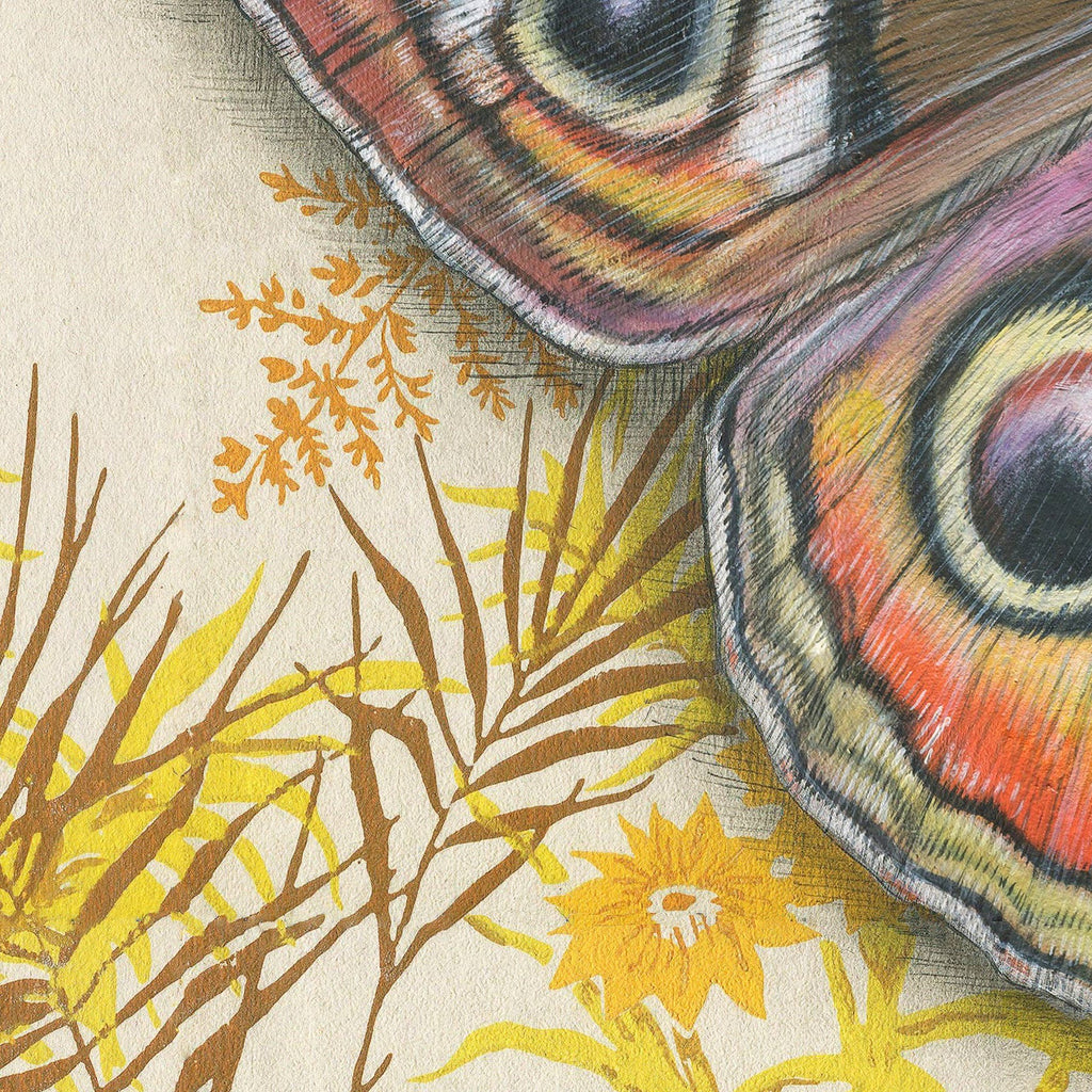 Buckeye Butterfly Illustration - Fine Art Print - Freshie & Zero Studio Shop