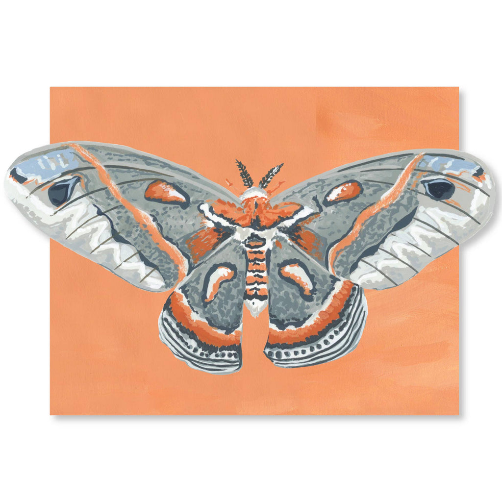 Luna Moths Fold-Out Greeting Card Box Set - Freshie & Zero Studio Shop