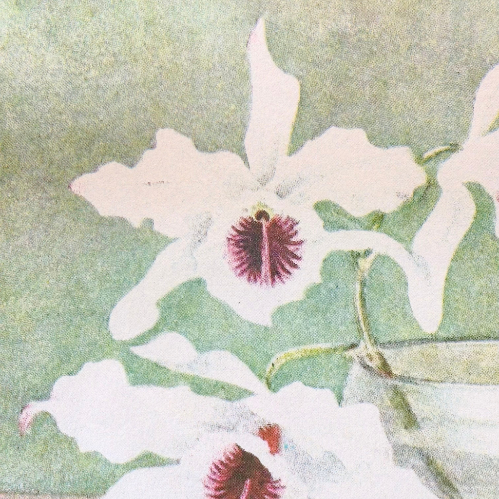 White Orchid In Water Risograph Art Print - 10x12 - Freshie & Zero Studio Shop