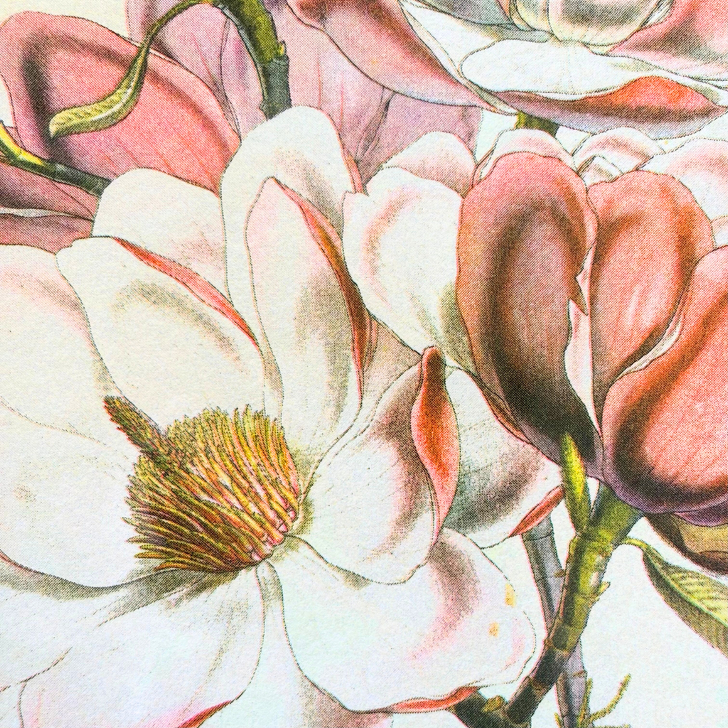Magnolia Risograph Art Print - 10x12 - Freshie & Zero Studio Shop