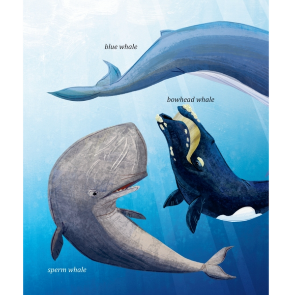 My Little Golden Book About Whales - Freshie & Zero Studio Shop