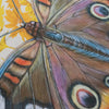 Buckeye Butterfly Illustration - Fine Art Print - Freshie & Zero Studio Shop