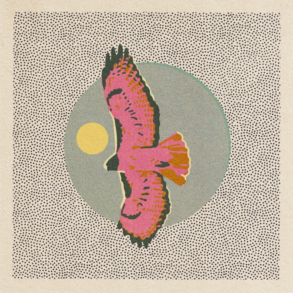Caroline Clark hawk art print featuring a detailed bird illustration on paper