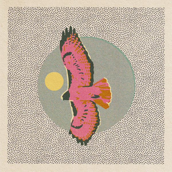 Caroline Clark hawk art print featuring a detailed bird illustration on paper