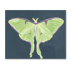 Luna Moths Fold-Out Greeting Card Box Set - Freshie & Zero Studio Shop