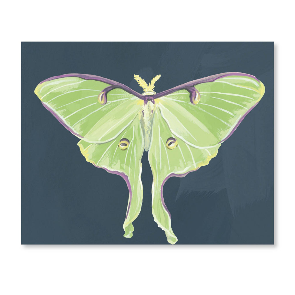 Luna Moths Fold-Out Greeting Card Box Set - Freshie & Zero Studio Shop