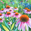 Purple cone flowers art print by Katie Daisy featuring colorful floral poster for wall decor and visual artwork.