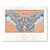 Luna Moths Fold-Out Greeting Card Box Set - Freshie & Zero Studio Shop