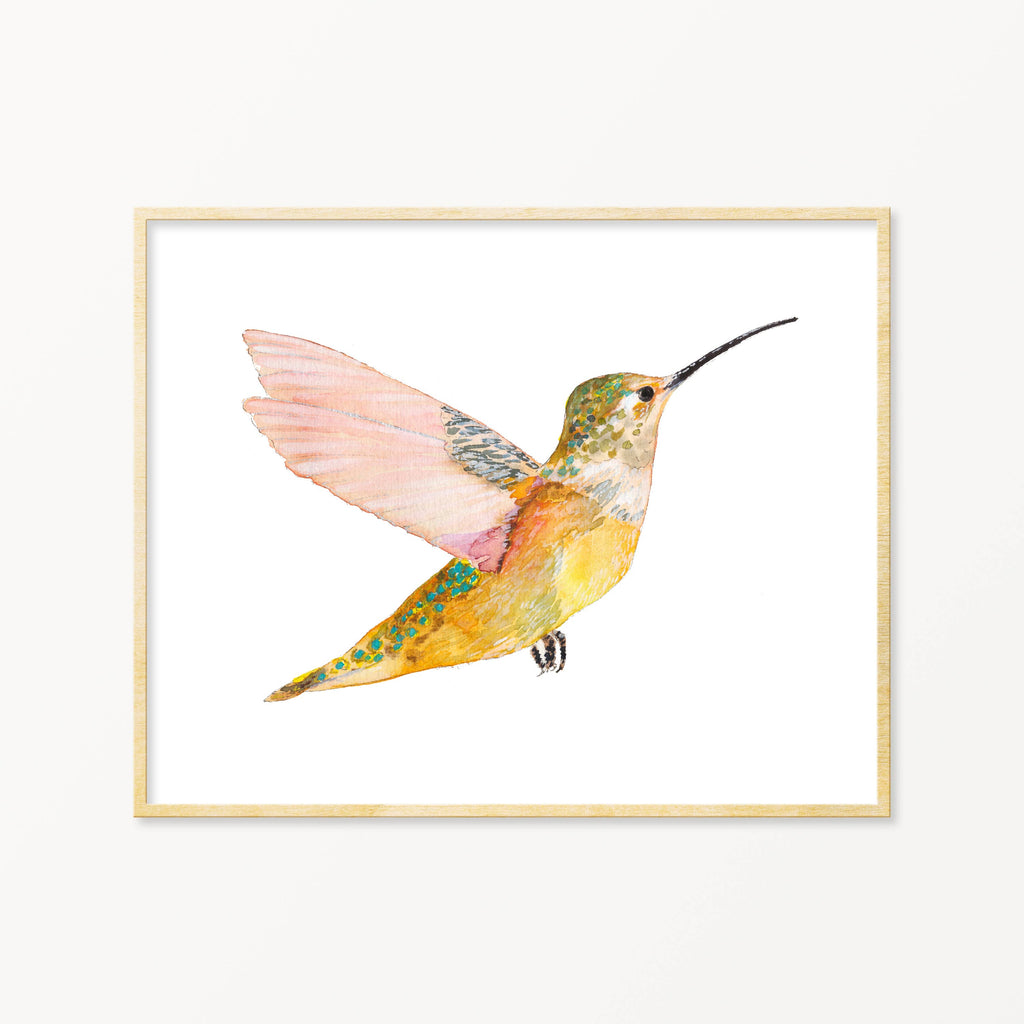 Snoogs & Wilde Art Print ~ Rofous Hummingbird - Freshie & Zero Studio Shop