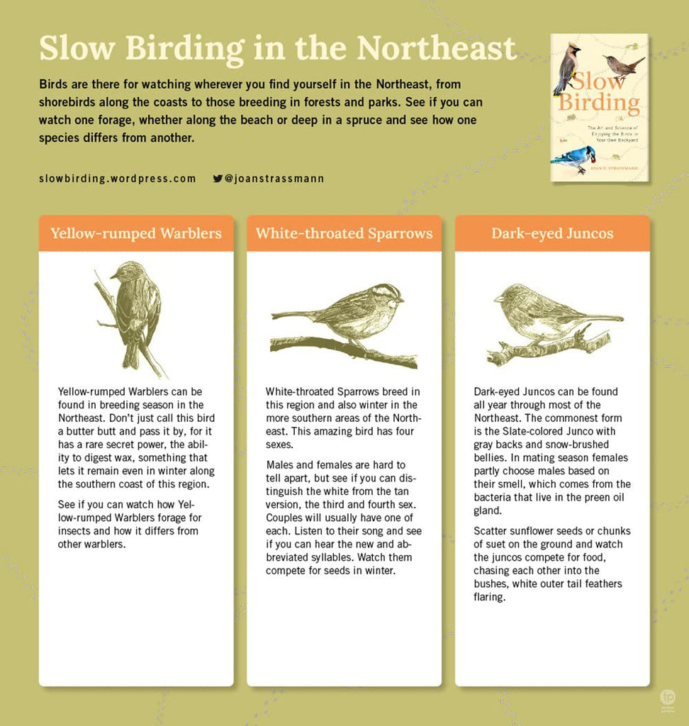 Slow Birding: Enjoying the Birds in Your Own Backyard - Freshie & Zero Studio Shop