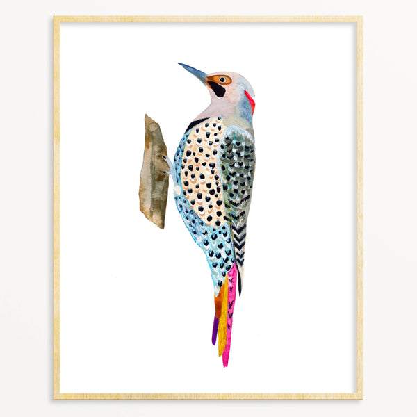 Snoogs & Wilde Art Print ~ Northern Flicker Woodpecker - Freshie & Zero Studio Shop