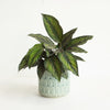 Plant Pot by Danica - Plume Medium - Freshie & Zero Studio Shop