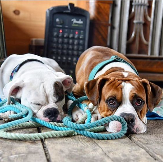 6' Rope Leash: Teal Ombre - Freshie & Zero