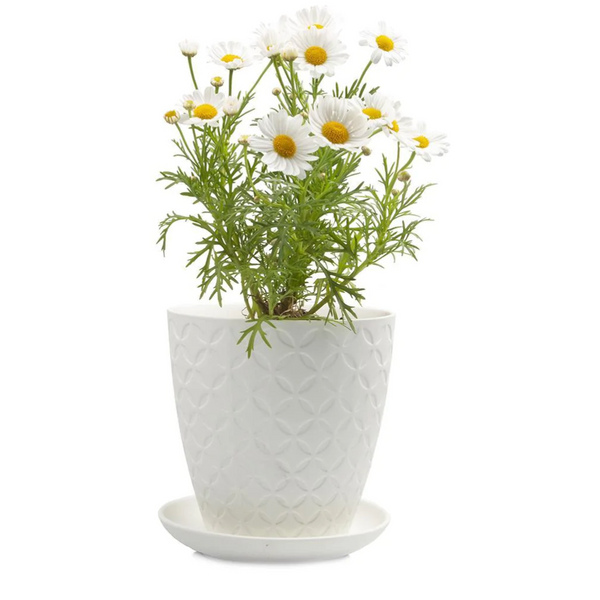 5" Pot + Saucer White - Chive - Freshie & Zero Studio Shop