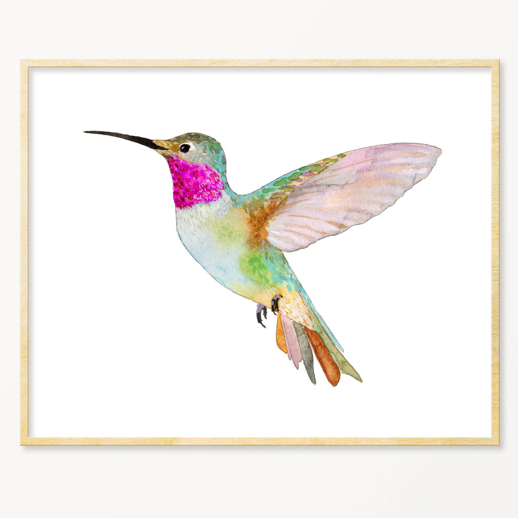 Snoogs & Wilde Art Print ~ Broad-Tailed Hummingbird - Freshie & Zero Studio Shop