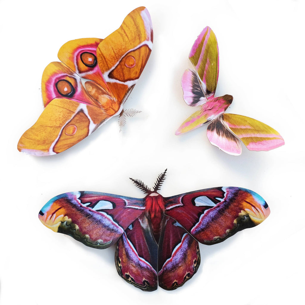 Life-Like Paper Butterfly & Moth Sets - Freshie & Zero Studio Shop