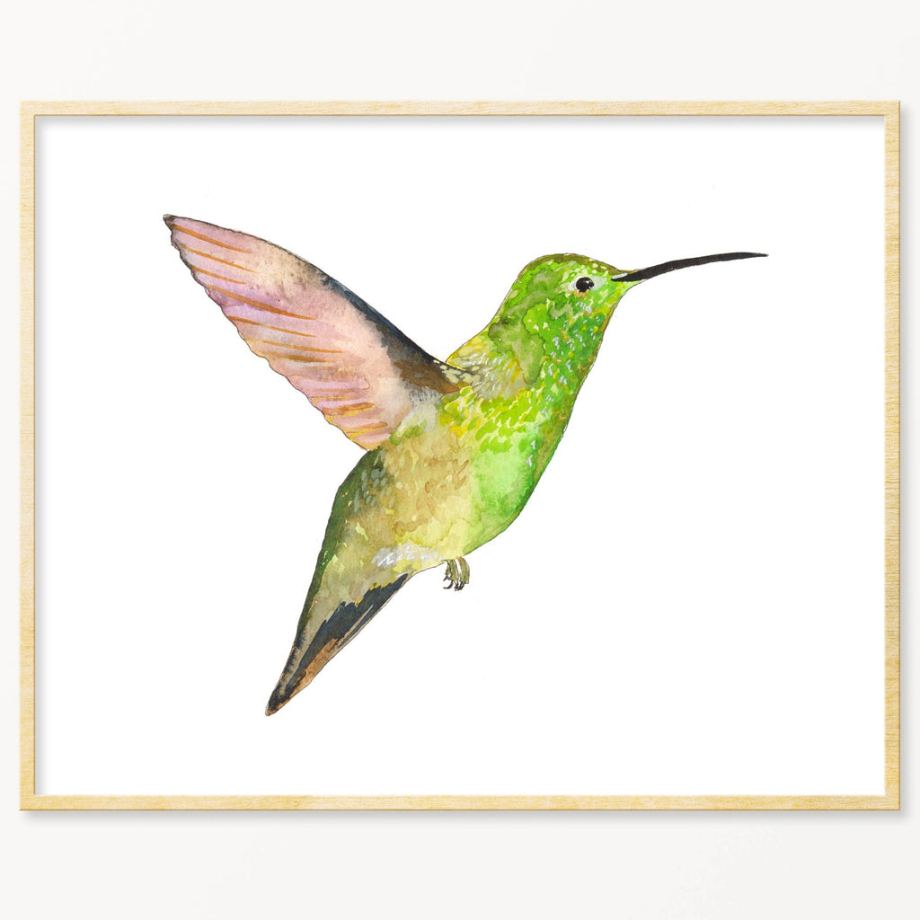 Snoogs & Wilde Art Print ~ Berylline Hummingbird - Freshie & Zero Studio Shop