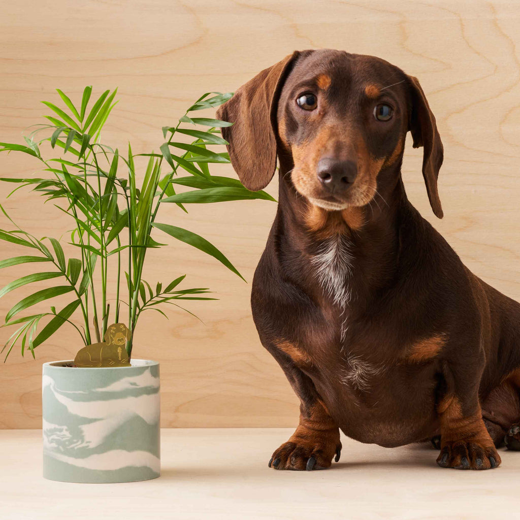Brass Plant Pet: Daschund - Freshie & Zero Studio Shop