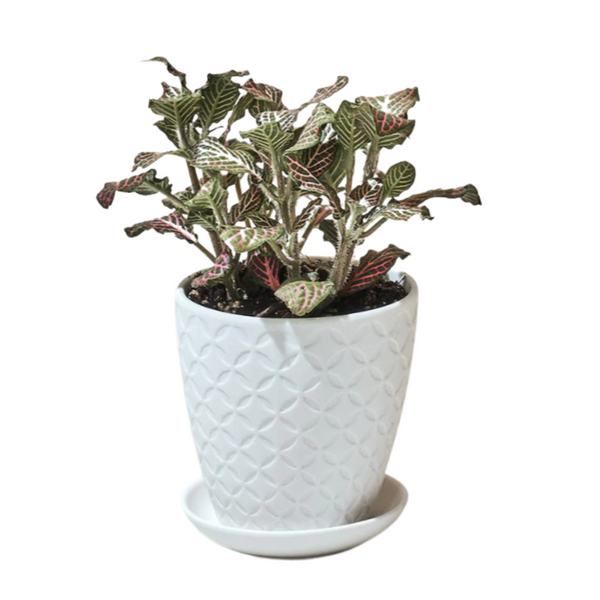 Patterned White Ceramic Pot & Saucer - Small - Freshie & Zero Studio Shop